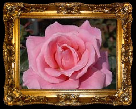 framed  unknow artist Realistic Pink Rose, ta009-2